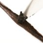 Maple Q 有機香草楓糖漿